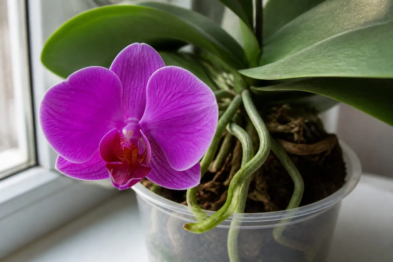 Arrosage orchidée : mon guide en 7 étapes pour une floraison qui dure